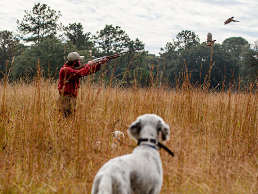 3Dogs_BraysIsland-068_534x400 copy