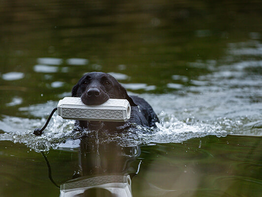 3Dogs_BraysIsland-083_534x400 copy