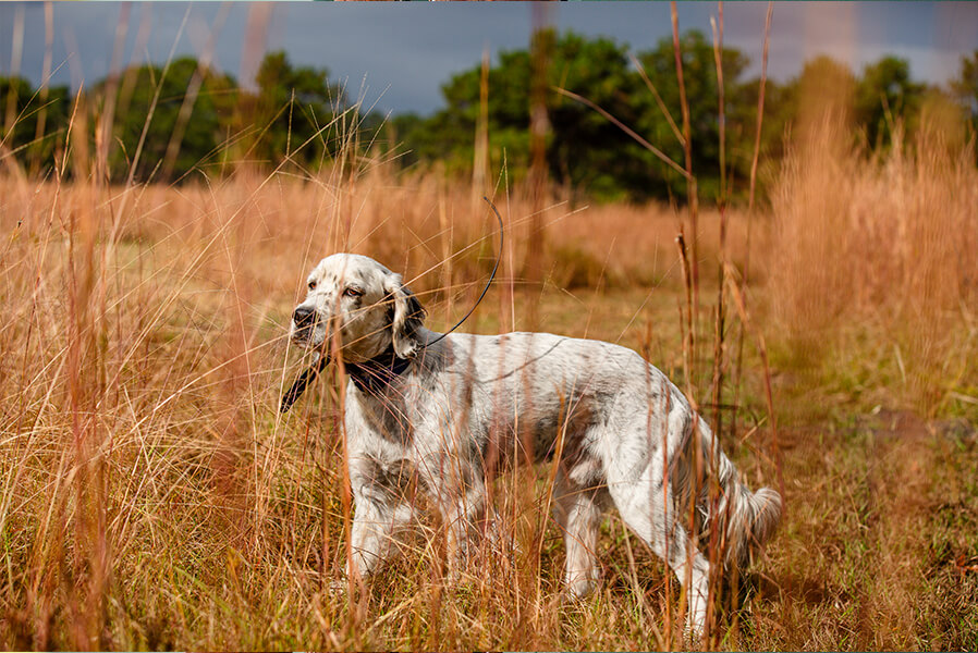3Dogs_BraysIsland_2025_071_868x600 copy