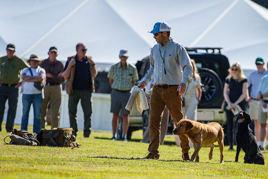 3Dogs_BraysIsland_2025_161_868x600 copy