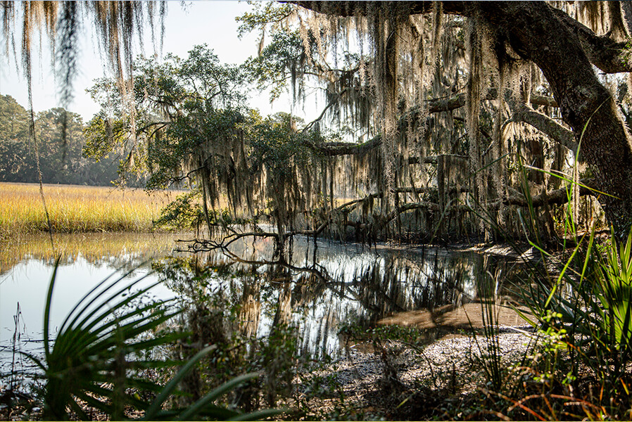 3Dogs_BraysIsland_2025_171_868x600 copy